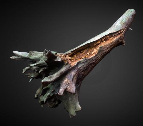 Decayed wood trunk
