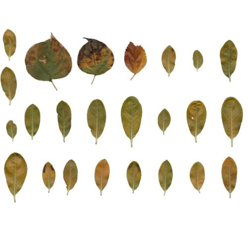 @utumn 2017 - Textures Vol - VI (Vinka Plant Leaves)