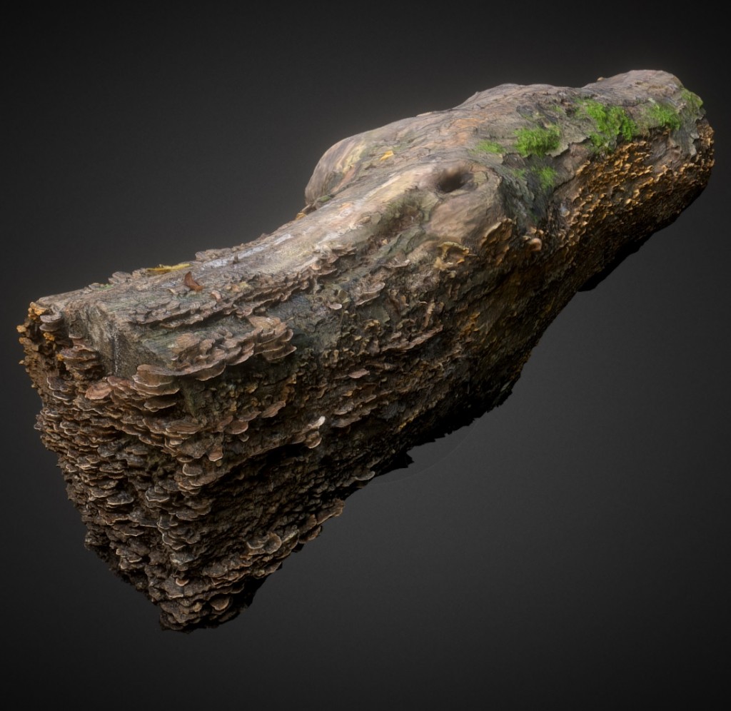 Decayed wood trunk with mushroom