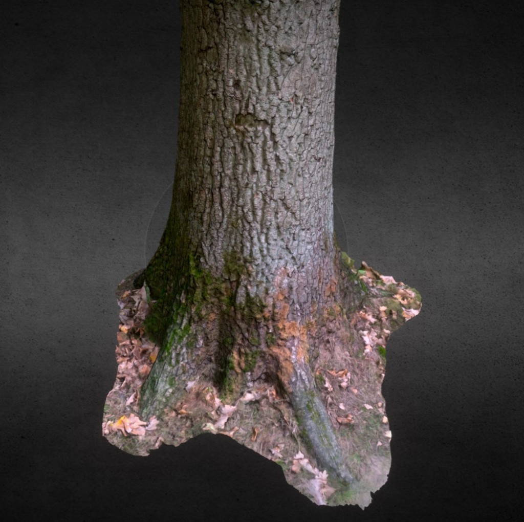 Tree 01