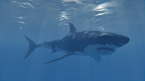 Great White Shark