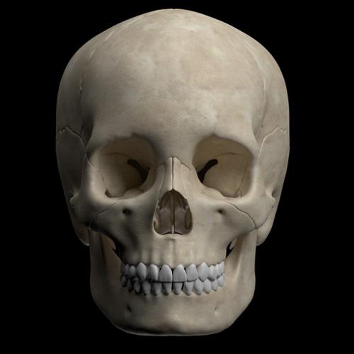 Hight quality  skull