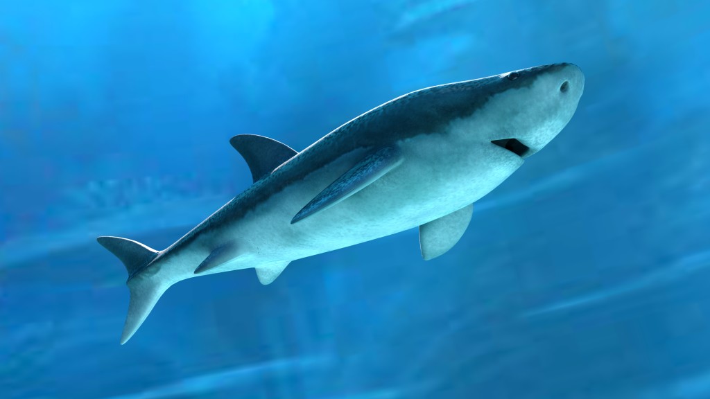 Shark v.1.0