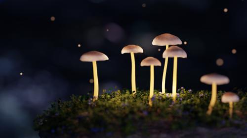 Procedural Mushroom Material