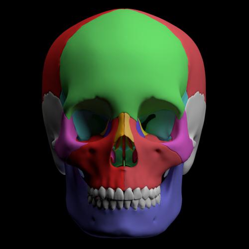 Hight quality skull - GLSL Version