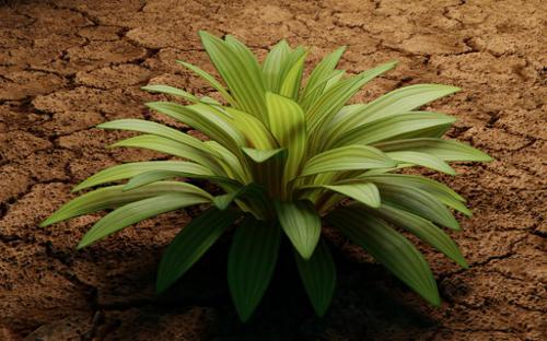 Plant