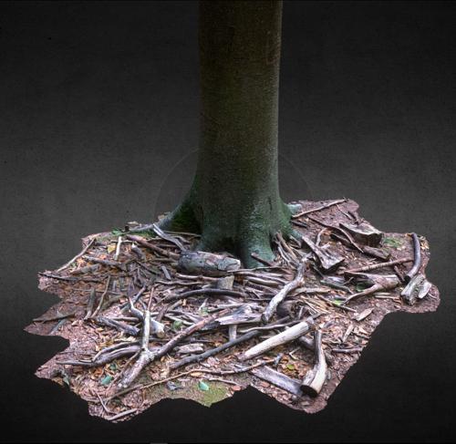 Tree with a pile of branch