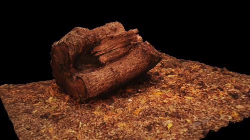 Wooden Log with Ground and Debris
