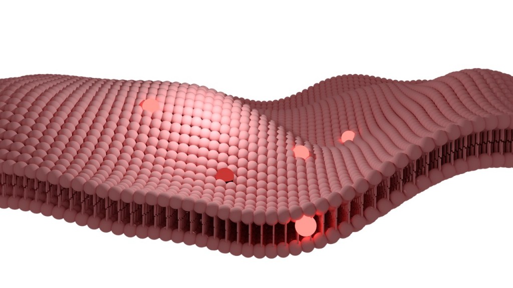 Liposome
