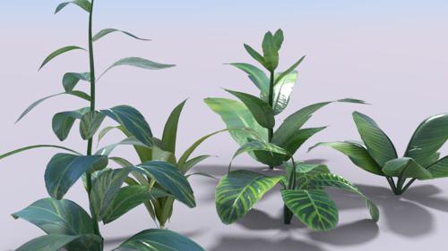Simple plants