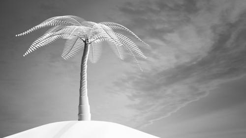 CGC Classic: Palm Tree