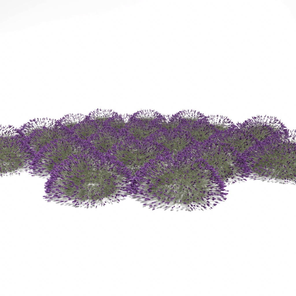 Lavandula angustifolia - shrub1 - Lavender