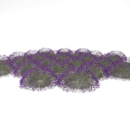 Lavandula angustifolia - shrub1 - Lavender