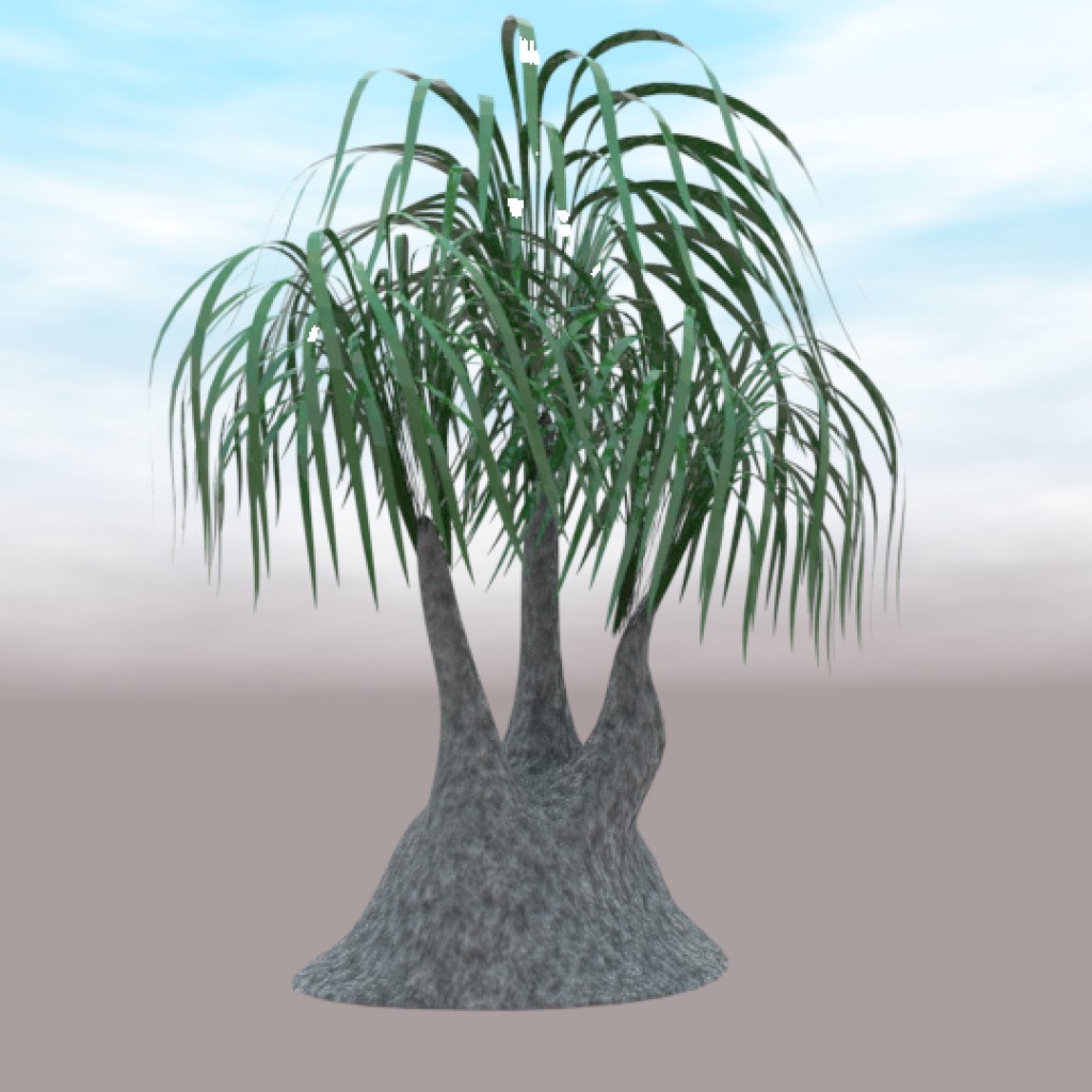 Beaucarnea.recurvata