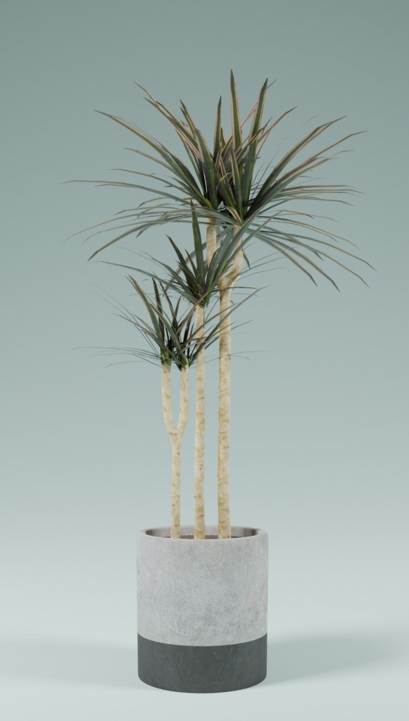 Indoor Plnats(Dracaena)