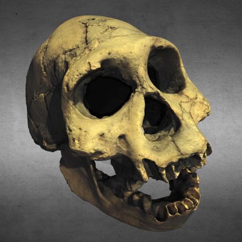 Homo erectus georgicus