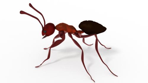 ANT