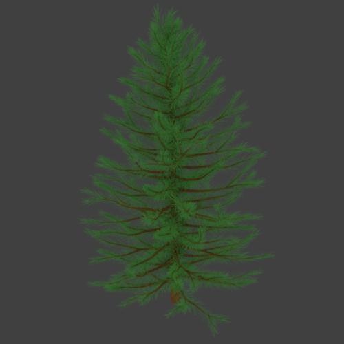 Pine Tree