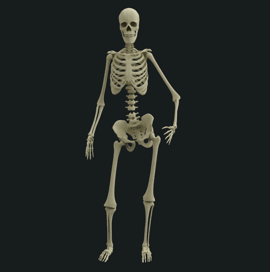 human skeleton rig