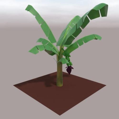 Banana plant