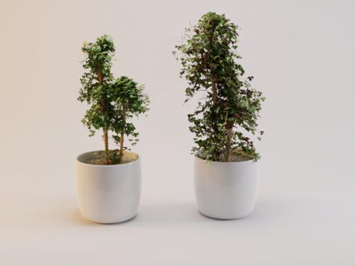 Plant