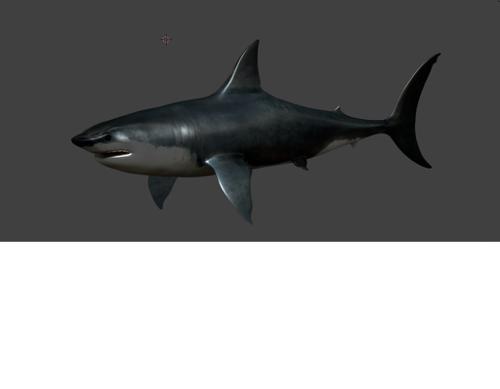 white shark