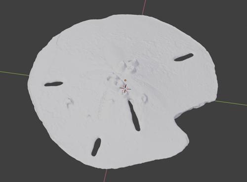 Atlantic Sand Dollar with Barnacles
