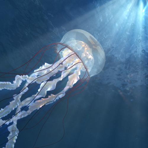 Jellyfish