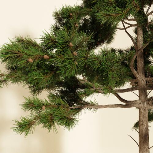 Pine Tree