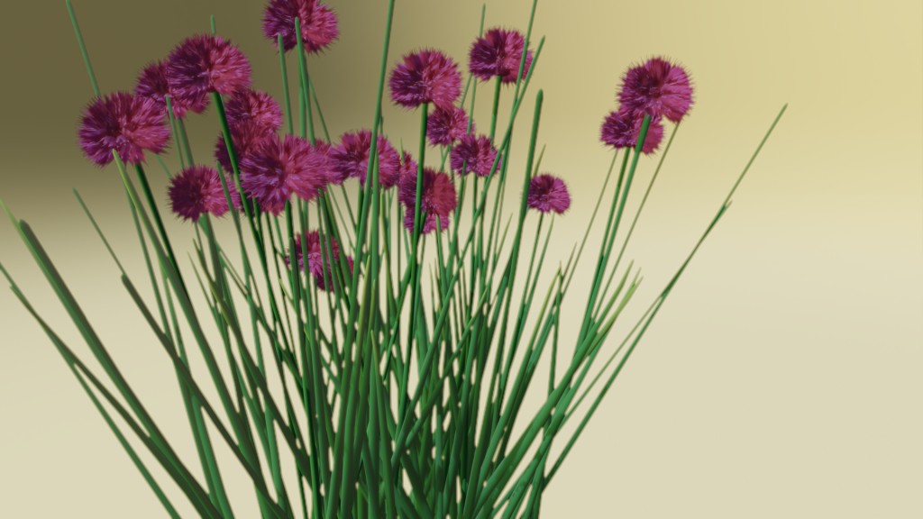 Allium schoenoprasum, Schnittlauch, Chives