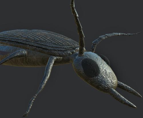 Beetle (Game ready)
