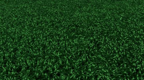 Toony Grass