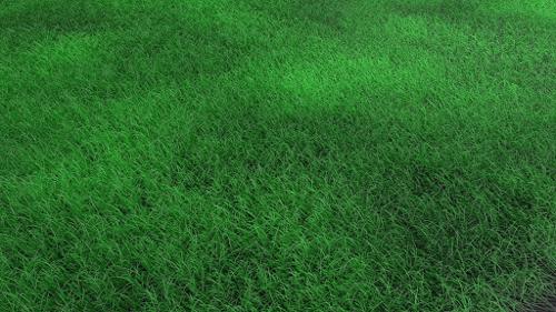 Fine Grass