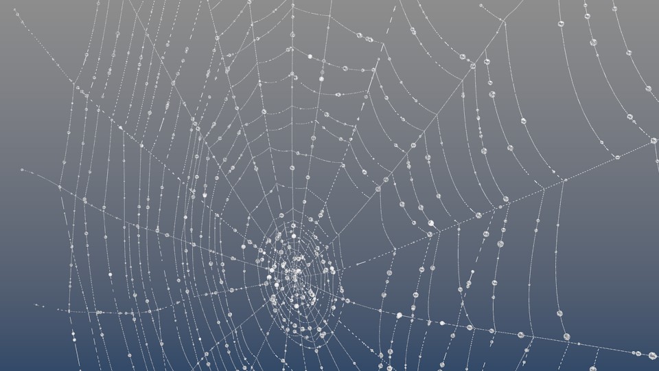 Spiderweb with dew