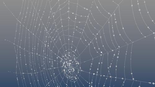 Spiderweb with dew
