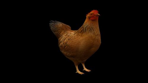 Hen
