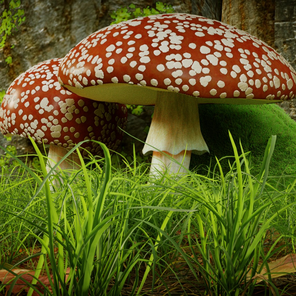 Fly Agaric / Fliegenpilz