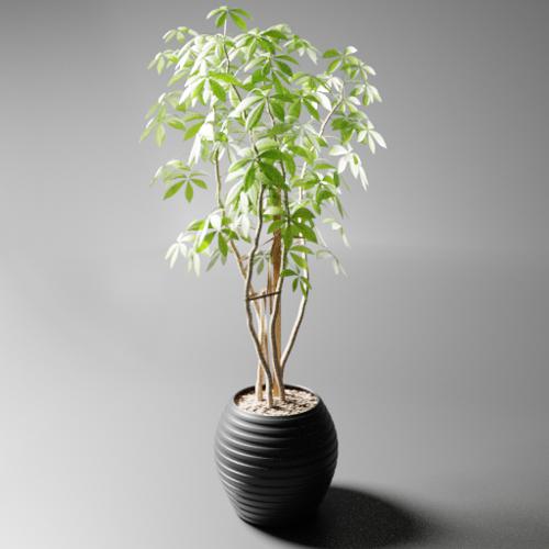 indoor plant ficus