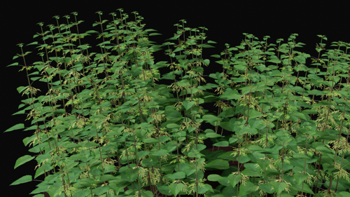 Stinging Nettle, Urtica dioica