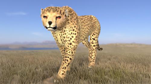 Cheetah