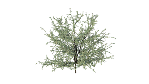 Prunus spinosa, Blackthorn