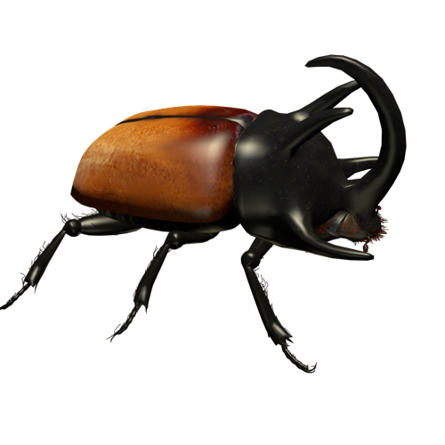 Rhinoceros beetle