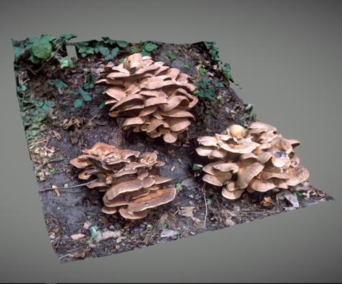 Mushroom in the wood