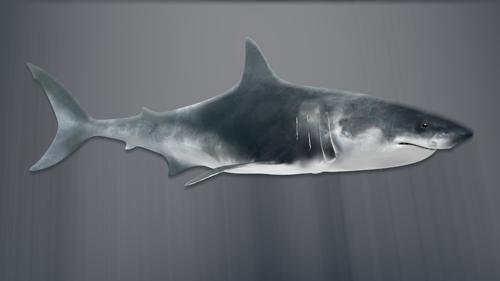 Shark Model and Rig