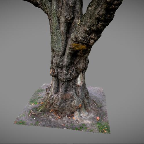 Old tree