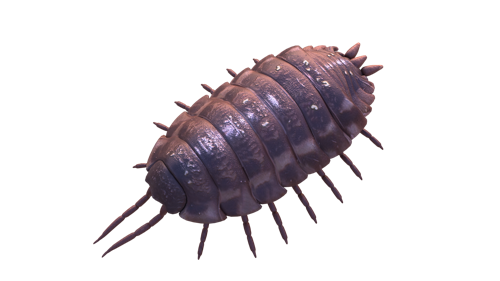wood lice 3d mode
