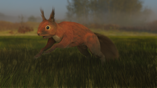 Red Squirrel