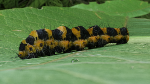 Caterpillar