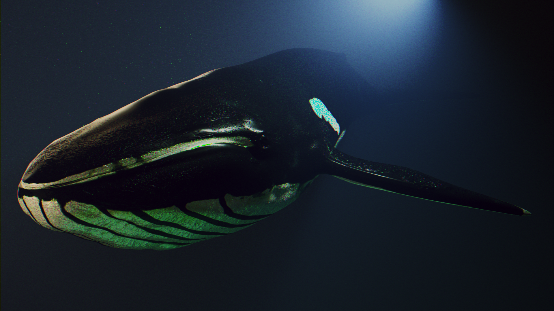 Blue whale rigged