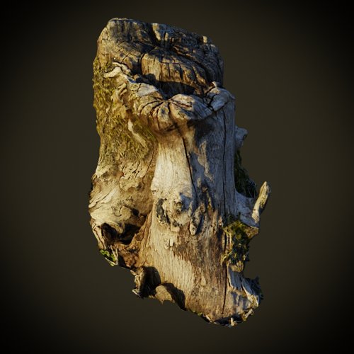 Tree Stump